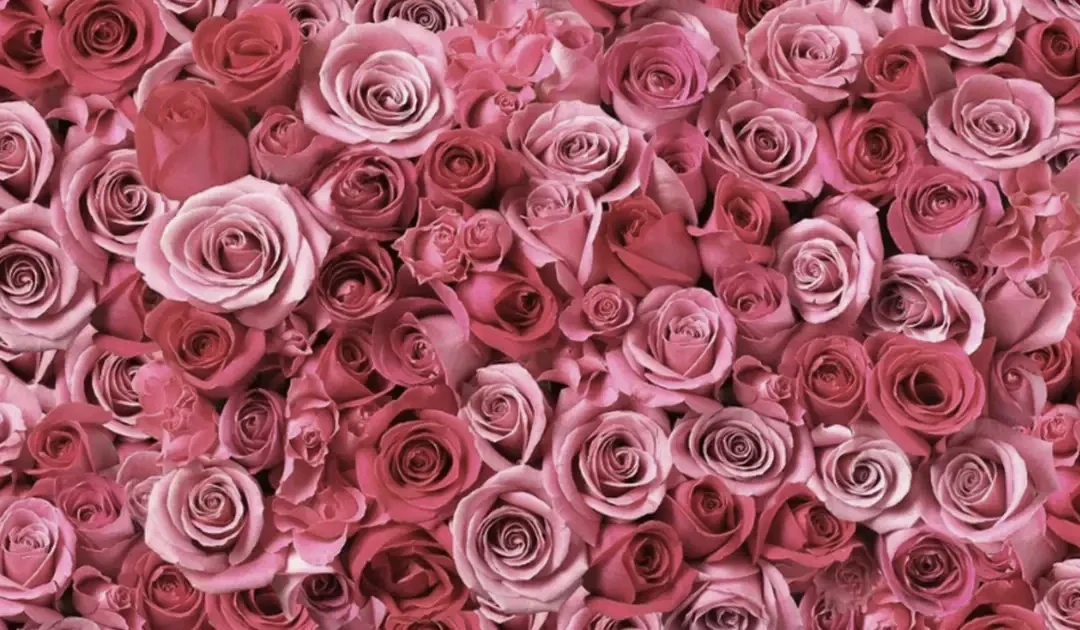 Olio essenziale di rosa: il fascino senza tempo della rosa in profumeria