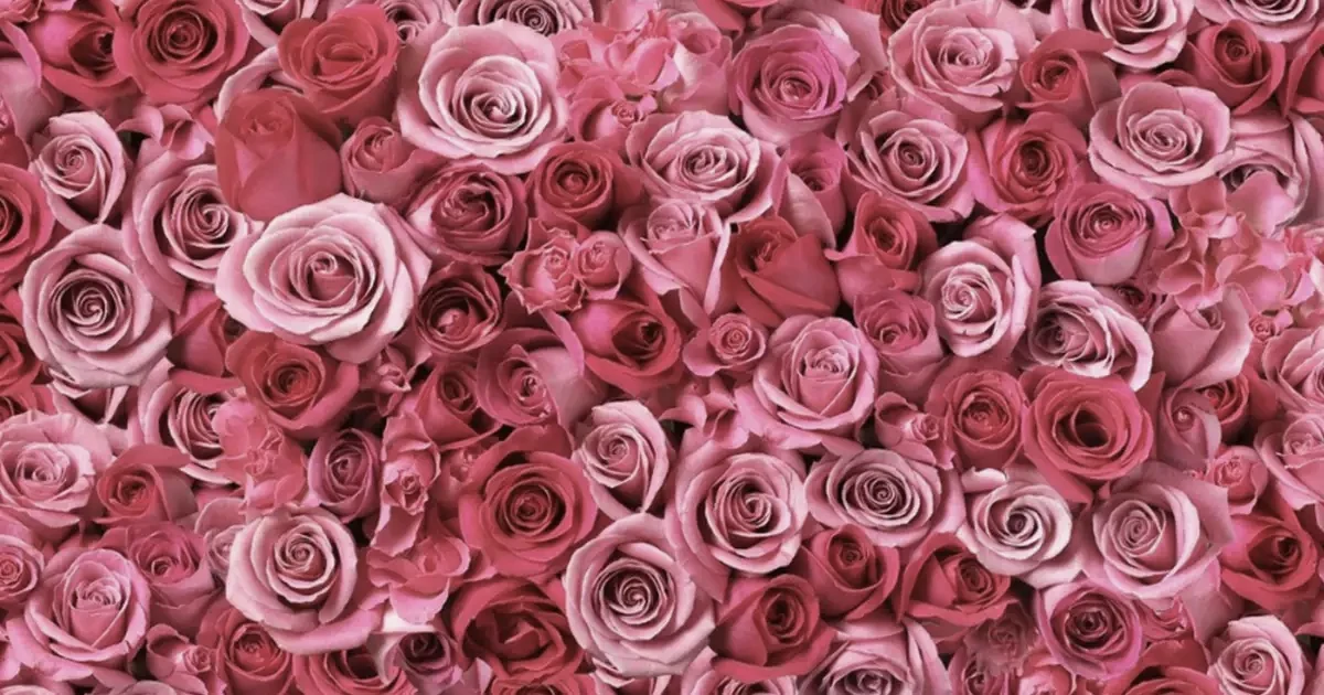 Petali di rosa damascena utilizzati in profumeria per la produzione dell’olio essenziale di rosa