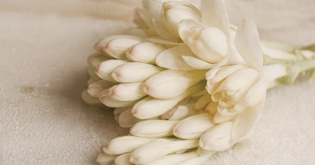 tuberosa fiore bianco materia prima della profumeria artistica