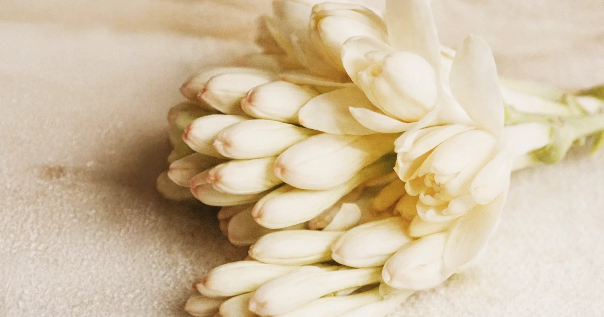 Profumo alla tuberosa provato sulla pelle durante una consulenza olfattiva